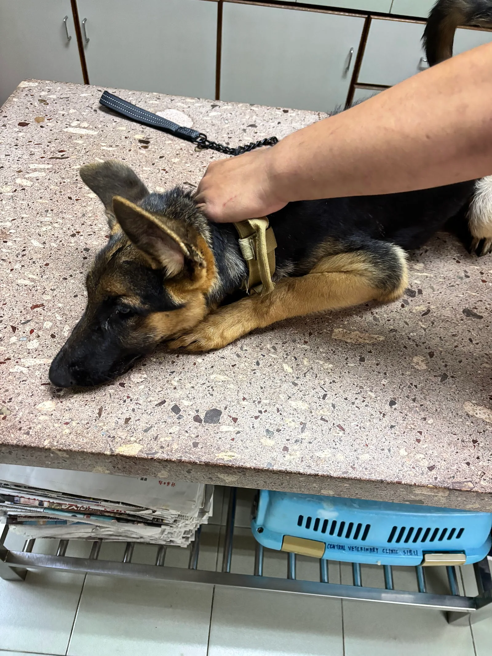 Central Veterinary Clinic