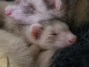 Penang Veterinary Centre