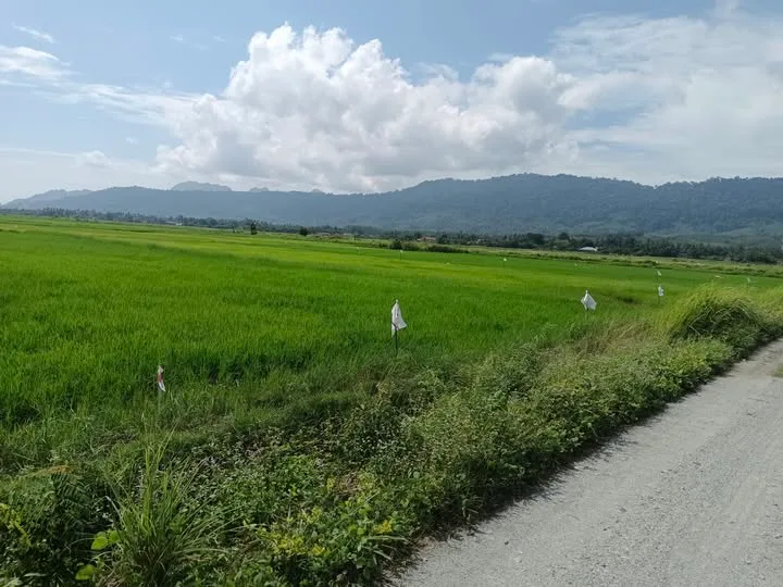 Bukit Kemboja Langkawi Paddy Land for Sale