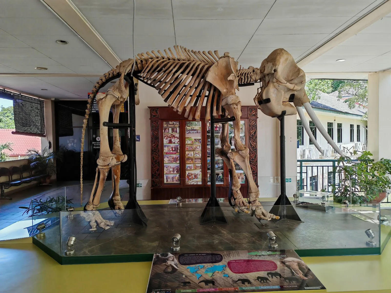 Borneensis Gallery