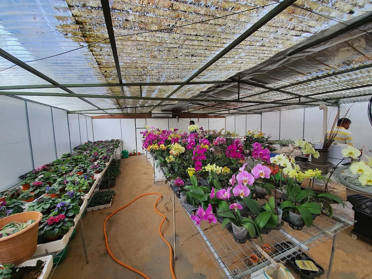 Tai Dee Nursery & Landscaping