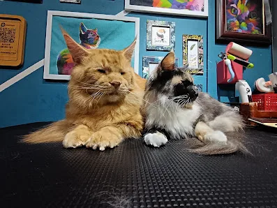 Pawsibilities Cat Hotel & Grooming