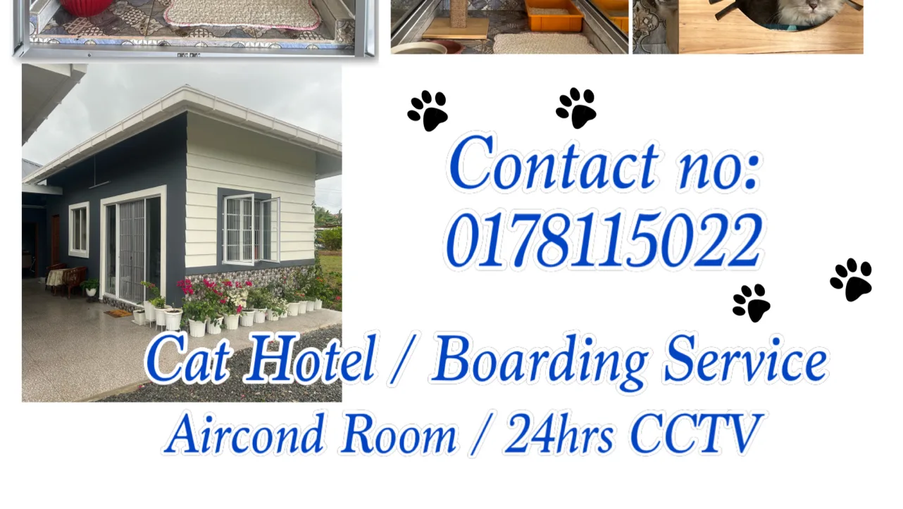 AQYSSH Cat Hotel