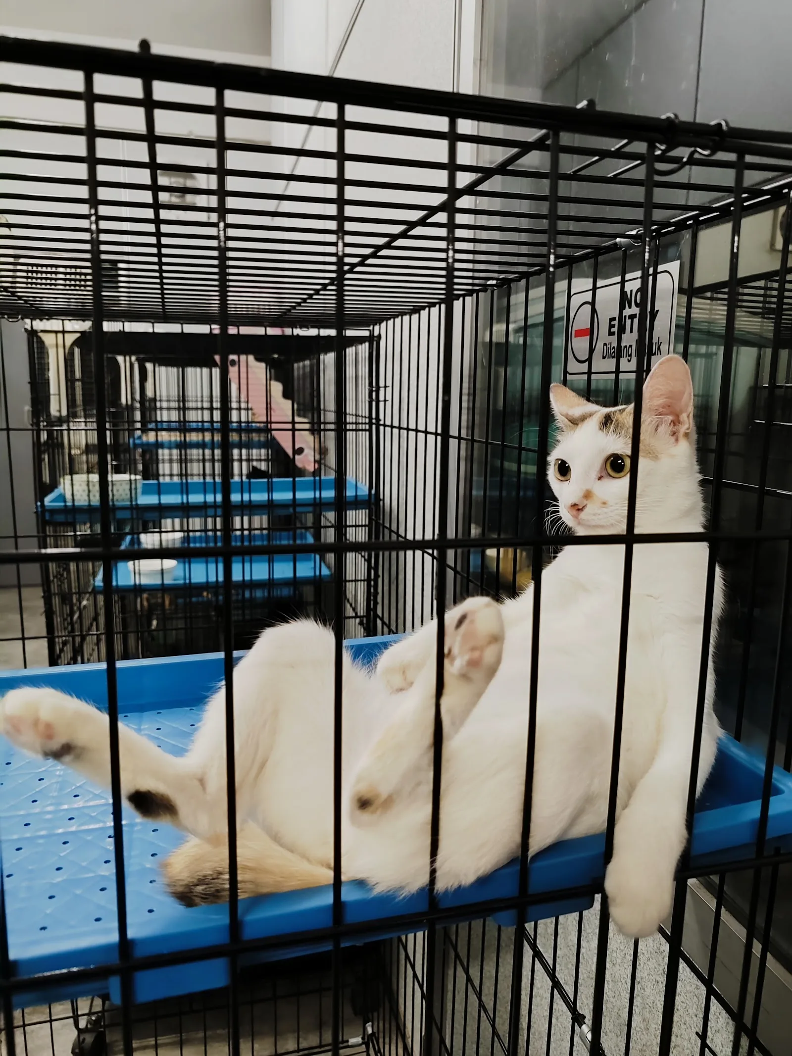 FS de House Cat Hotel