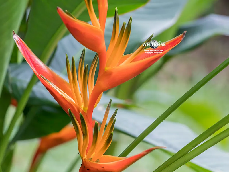 Heliconia Garden
