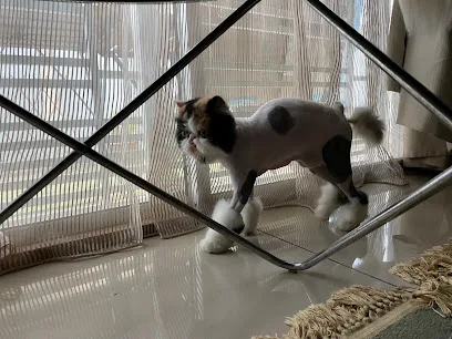 Cat’s Capsule