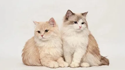 Jalo Cat Home - Cat Boarding & Grooming Melaka