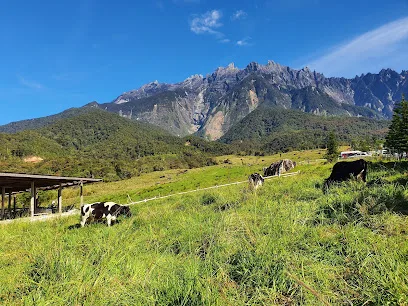 Desa Cattle Dairy Farm