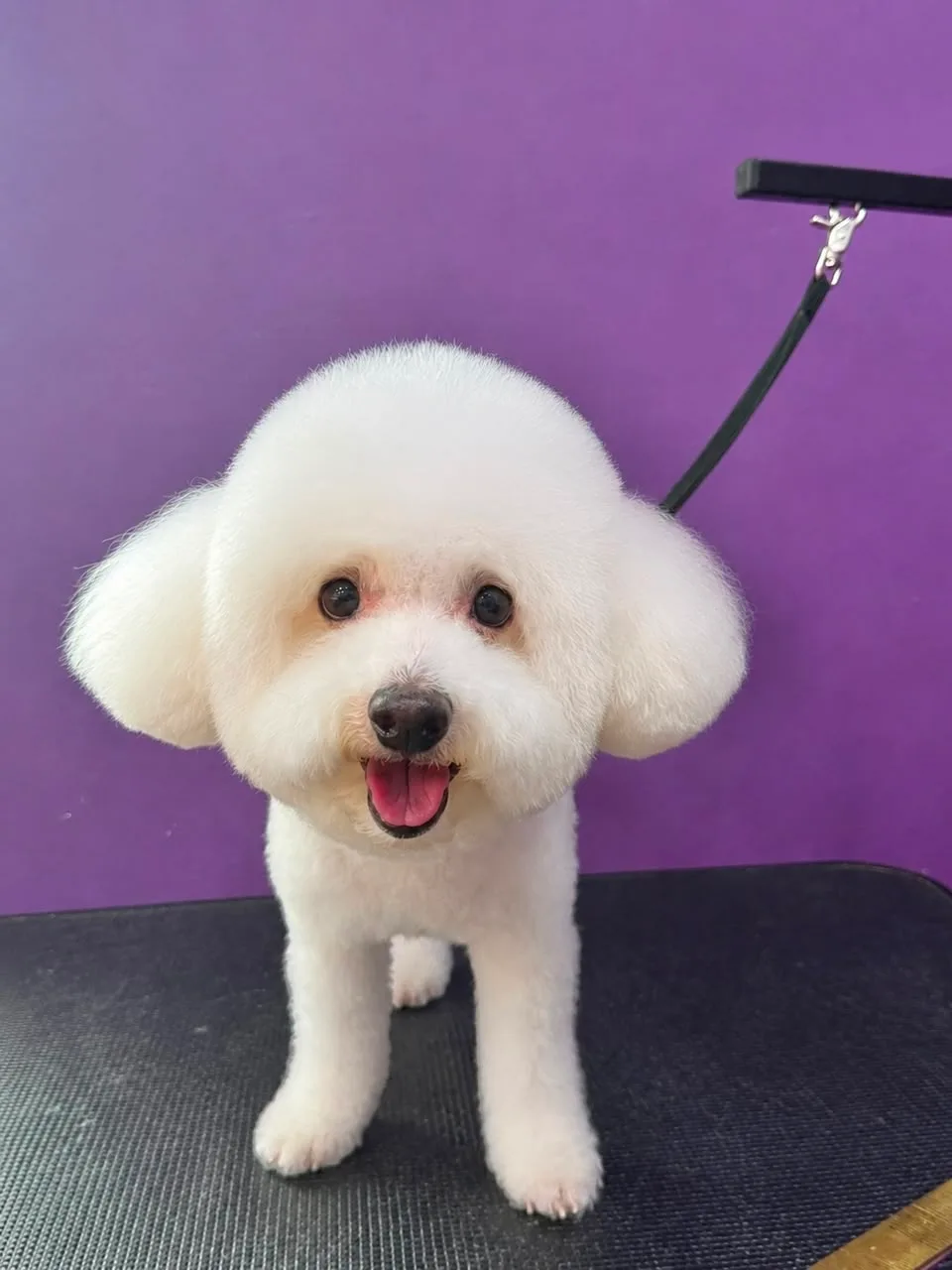 Godma's Healing Pet Grooming
