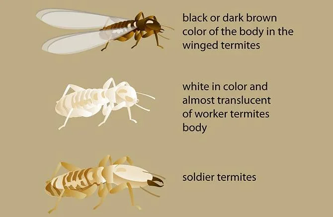 ECOmmon Pest Solutions