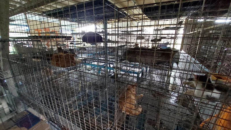 Cat Tiram Shelter