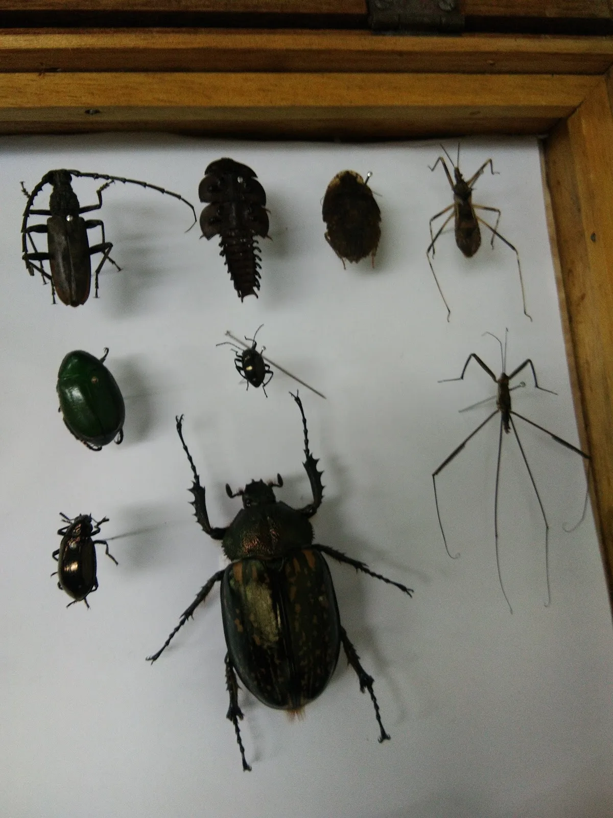 Museum of Zoology, Universiti Malaya