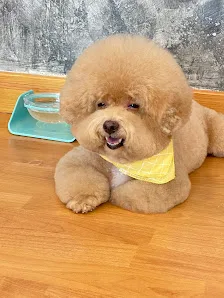 Furry Pet Grooming Centre