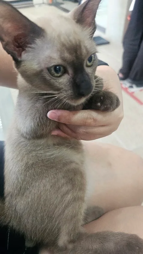 Pejabat Perkhidmatan Veterinar Daerah Timur Laut