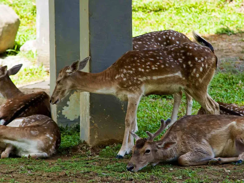 Deer Park