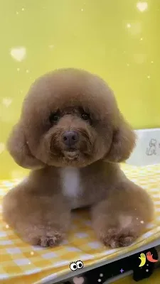 Sweet Paw Maison - PJ Pet Grooming & SPA
