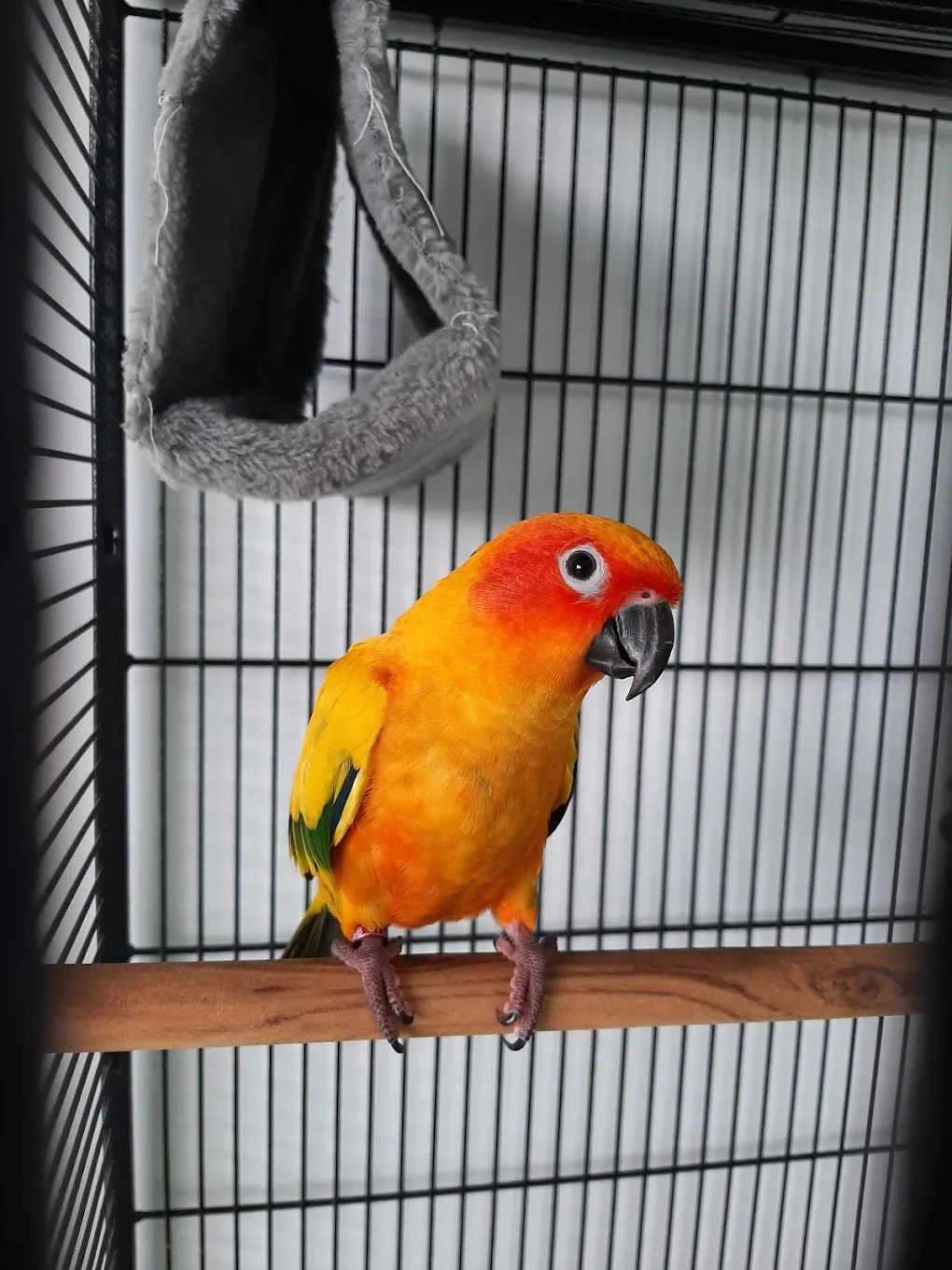 Furbibi Pet Boarding