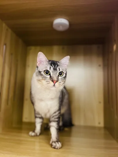 PETS ROOM™ - Cat Grooming & Cat Hotel