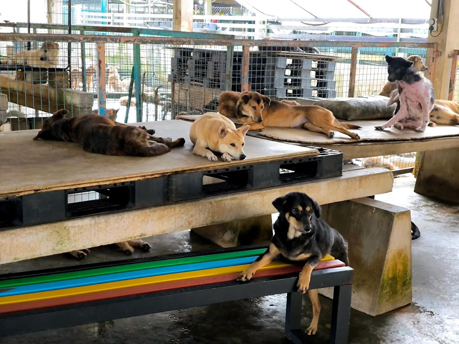 Sarawak Society For The Prevention Of Cruelty To Animals (SSPCA)