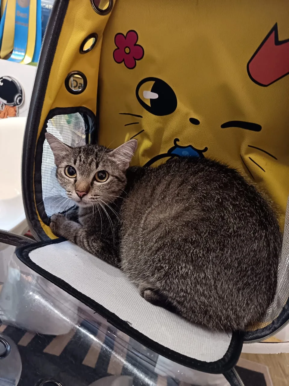 Da'One Cats House & Cats Spa
