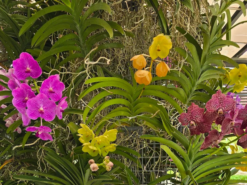 Kuala Lumpur Orchid Garden