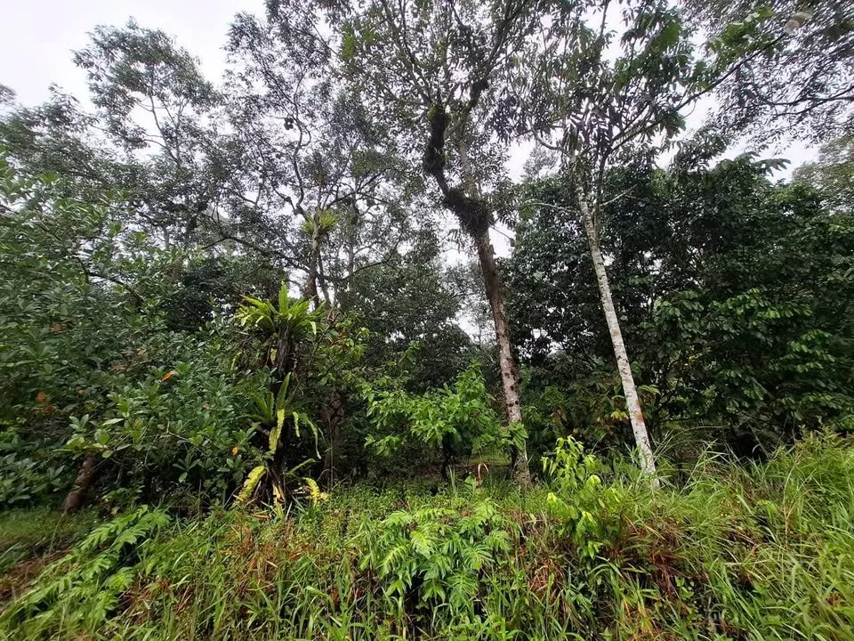 Tanah Durian 1.35 Ekar Batu Kawa–Tondong — Untuk Dijual